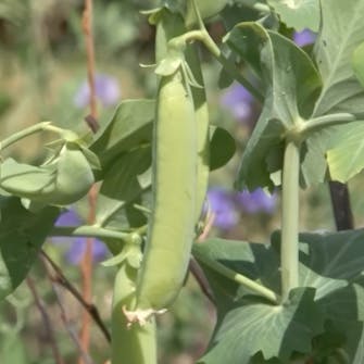 lannoitus kasvimaa lannoitus kasvimaa